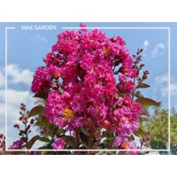 Myrta krepová sv.ružová - Lagerstroemia indica ´Rhapsody Pink´ Co10L 20/30