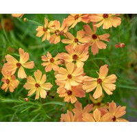 COREOPSIS grandiflora ’Early Sunrise’