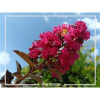 Myrta krepová fialová - Lagerstroemia indica ´Black Diamond Red Hot´  Co8L 70/90