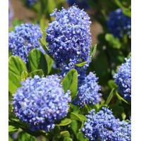 Ceanothus impressus ‘Victoria’ Co10L