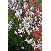 Gaura lindheimeri ´Belleza White´ P12