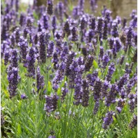 Levanduľa úzkolistá  -  Lavandula angustifolia 'Hidcote Blue'  P12