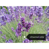 Levanduľa úzkolistá  -  Lavandula angustifolia 'Hidcote Blue'  P12