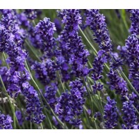 Levanduľa úzkolistá  -  Lavandula angustifolia 'Hidcote Blue'  P12