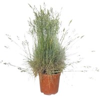 Festuca glauca 'Elijah Blue' Co1L
