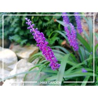 Liriope muscari Royal Purple Co14 15-20