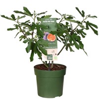 Figovník - Ficus carica ´Letenyei Óriás´ 35/45 Co2L