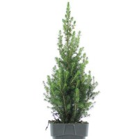 Smrek biely - Picea glauca ´Sanders Blue´ Co2L  20/30