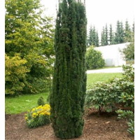 Tis obyčajný - Taxus baccata ´Fastigiata Robusta´ 100/125