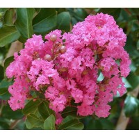 Myrta krepová ružová- Lagerstroemia indica ´Rosea´ Co25/30L 8/10 - vysokokmeň