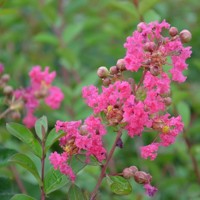 Myrta krepová ružová- Lagerstroemia indica ´Rosea´ Co25/30L 8/10 - vysokokmeň