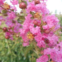 Myrta krepová ružová- Lagerstroemia indica ´Rosea´ Co25/30L 8/10 - vysokokmeň