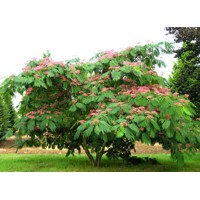 Albízia - Albizia julibrissin Ombrella Co20L 200-230cm