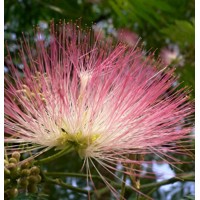 Albízia - Albizia julibrissin Ombrella Co20L 200-230cm