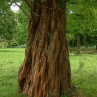 Sekvoja vždyzelená - Sequoia sempervirens Co5L 80/100