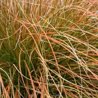 Ostrica - Carex testacea 'Prairie Fire Color Grass'