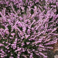 Vresovec darleydalský - Erica darleyensis ´Kramer's Rote´ Co9