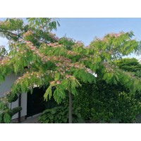 Albízia - Albizia julibrissin Co20L  - vysokokmeň 5/6