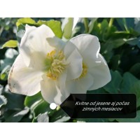 Helleborus Niger ´Christmas Carol´ P12