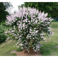 Trojpuk nežný - Deutzia gracilis ´Nikko´ 20/30  Co2,5L