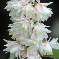 Trojpuk nežný - Deutzia gracilis ´Nikko´ 20/30  Co2,5L