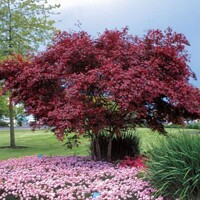 Javor dlaňolistý - Acer palmatum ´Atropurpureum´  Co25L 110/120