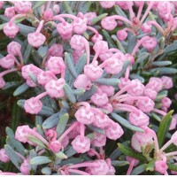 Andromeda polifolia - Andromédka sivolistá ´Blue Ice´ 20/25 Co2L