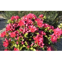 Azalka japonská - Azalea japonica ´Canzonetta´ Co2,5L 20/30