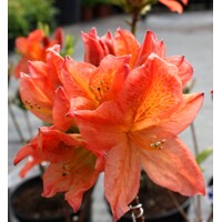 Azalka veľkokvetá 'Satan' – ohnivo červené kvety