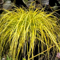 Ostrica ošimenská - Carex oshimensis 'Evergold'  Co1L