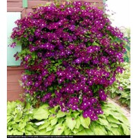 Plamienok - Clematis 'Warszawska Nike' 40+ Co2L