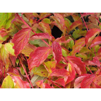 Cornus sanguinea ´Winter Beauty´ Co2L 30/40