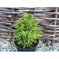 Kryptoméria japonská  - Cryptomeria japonica ''Vilmoriniana'' 10/15