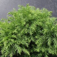 Kryptoméria japonská  - Cryptomeria japonica ''Vilmoriniana'' 10/15