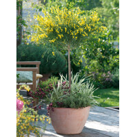 Zanoväť - Cytisus 'Golden Sunlight ' Co5L KM60