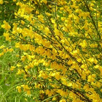 Zanoväť - Cytisus 'Golden Sunlight ' Co5L KM60