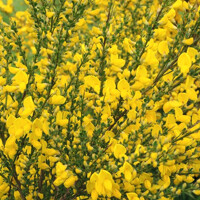 Zanoväť - Cytisus praecox  'Lena' P15 30/40