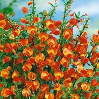 Zanoväť - Cytisus praecox  'Lena' P15 30/40