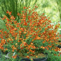 Zanoväť - Cytisus praecox  'Lena' P15 30/40