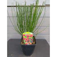 Zanoväť - Cytisus praecox  'Lena' P15 30/40