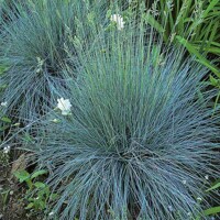 Festuca glauca 'Elijah Blue' Co1L