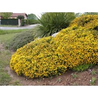 Kručinka lýdijská - Genista lydia  Co3L 30/40