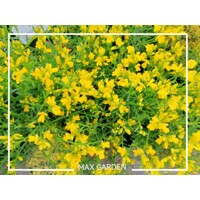 Kručinka lýdijská - Genista lydia  Co3L 30/40