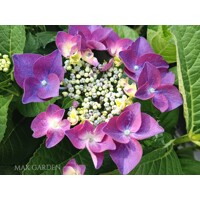 Hortenzia kalinolistá - Hydrangea macrophylla ´Rosita´  Veľkosť: 20-30 , K2,5