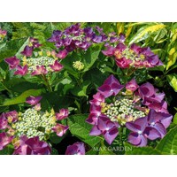 Hortenzia kalinolistá - Hydrangea macrophylla ´Rosita´  Veľkosť: 20-30 , K2,5