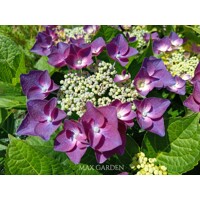 Hortenzia kalinolistá - Hydrangea macrophylla ´Rosita´  Veľkosť: 20-30 , K2,5