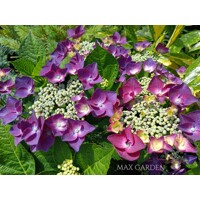 Hortenzia kalinolistá - Hydrangea macrophylla ´Rosita´  Veľkosť: 20-30 , K2,5