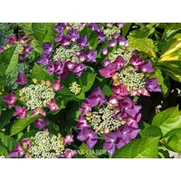Hortenzia kalinolistá - Hydrangea macrophylla ´Rosita´  Veľkosť: 20-30 , K2,5