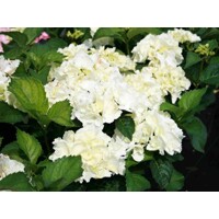 Hortenzia kalinolistá - Hydrangea macrophylla ´Snowball´ Co2,5L 20/30