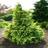 Cypruštek Lawsonov - Chamaecyparis lawsoniana ´Sunkist´ Co3L 20/30